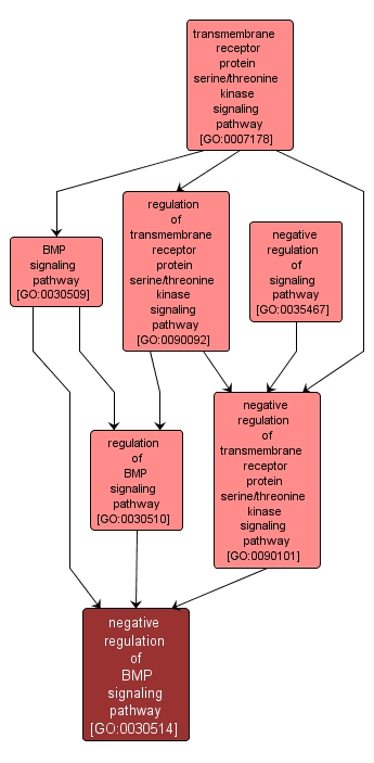 GO:0030514 - negative regulation of BMP signaling pathway (interactive image map)