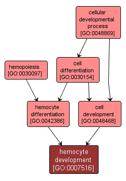 GO:0007516 - hemocyte development (interactive image map)