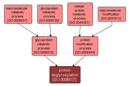GO:0006517 - protein deglycosylation (interactive image map)
