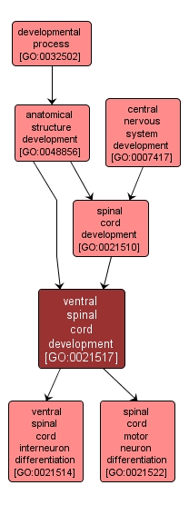GO:0021517 - ventral spinal cord development (interactive image map)