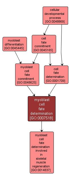 GO:0007518 - myoblast cell fate determination (interactive image map)