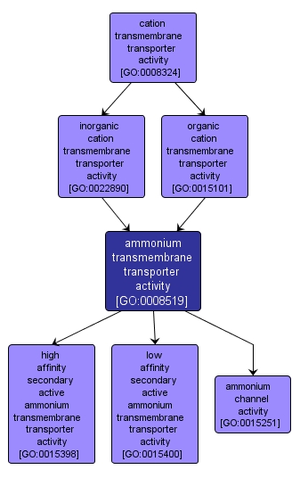 GO:0008519 - ammonium transmembrane transporter activity (interactive image map)
