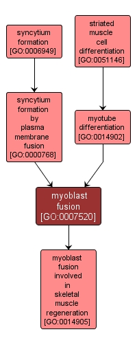 GO:0007520 - myoblast fusion (interactive image map)