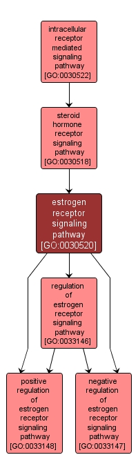 GO:0030520 - estrogen receptor signaling pathway (interactive image map)