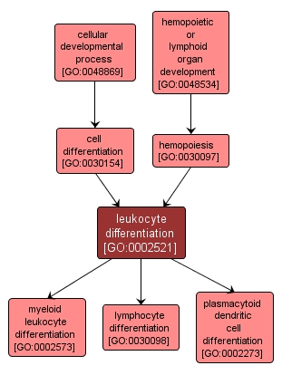 GO:0002521 - leukocyte differentiation (interactive image map)
