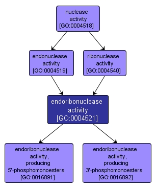 GO:0004521 - endoribonuclease activity (interactive image map)