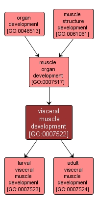 GO:0007522 - visceral muscle development (interactive image map)
