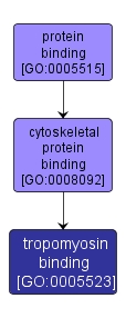 GO:0005523 - tropomyosin binding (interactive image map)