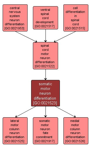 GO:0021523 - somatic motor neuron differentiation (interactive image map)