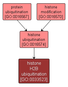 GO:0033523 - histone H2B ubiquitination (interactive image map)