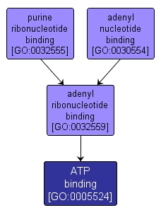 GO:0005524 - ATP binding (interactive image map)