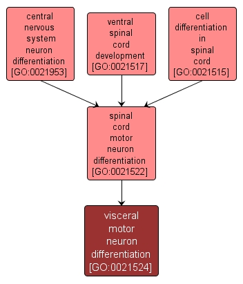 GO:0021524 - visceral motor neuron differentiation (interactive image map)