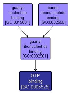 GO:0005525 - GTP binding (interactive image map)