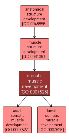 GO:0007525 - somatic muscle development (interactive image map)