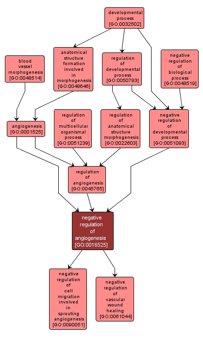 GO:0016525 - negative regulation of angiogenesis (interactive image map)