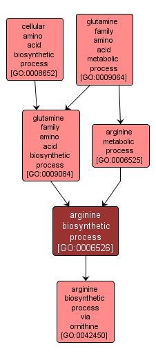 GO:0006526 - arginine biosynthetic process (interactive image map)