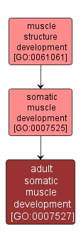 GO:0007527 - adult somatic muscle development (interactive image map)