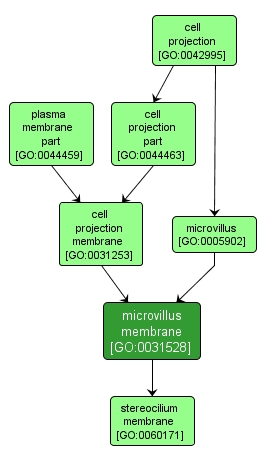 GO:0031528 - microvillus membrane (interactive image map)
