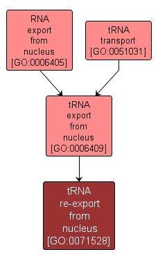 GO:0071528 - tRNA re-export from nucleus (interactive image map)