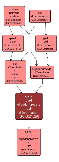 GO:0021529 - spinal cord oligodendrocyte cell differentiation (interactive image map)