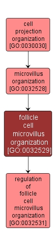 GO:0032529 - follicle cell microvillus organization (interactive image map)