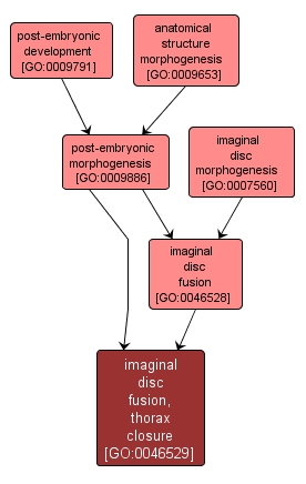GO:0046529 - imaginal disc fusion, thorax closure (interactive image map)