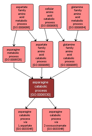 GO:0006530 - asparagine catabolic process (interactive image map)