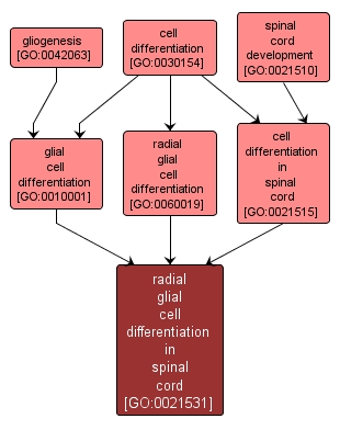 GO:0021531 - radial glial cell differentiation in spinal cord (interactive image map)