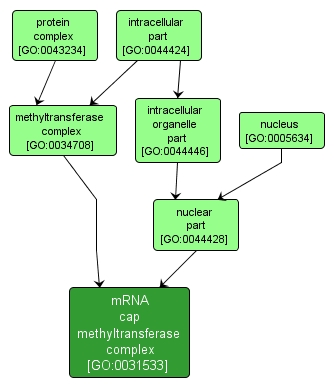 GO:0031533 - mRNA cap methyltransferase complex (interactive image map)
