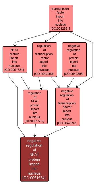 GO:0051534 - negative regulation of NFAT protein import into nucleus (interactive image map)