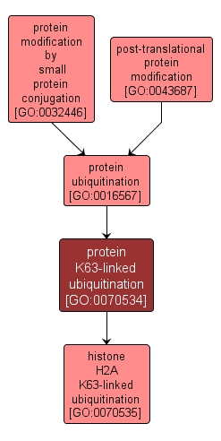 GO:0070534 - protein K63-linked ubiquitination (interactive image map)
