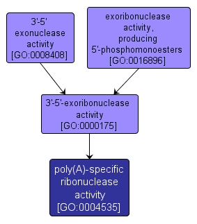 GO:0004535 - poly(A)-specific ribonuclease activity (interactive image map)