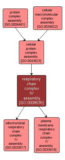 GO:0008535 - respiratory chain complex IV assembly (interactive image map)