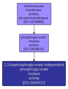 GO:0046537 - 2,3-bisphosphoglycerate-independent phosphoglycerate mutase activity (interactive image map)