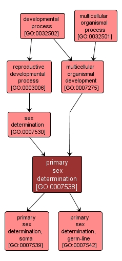 GO:0007538 - primary sex determination (interactive image map)