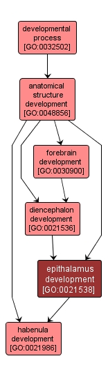 GO:0021538 - epithalamus development (interactive image map)