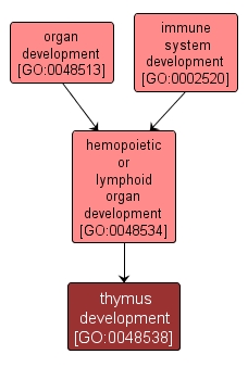 GO:0048538 - thymus development (interactive image map)
