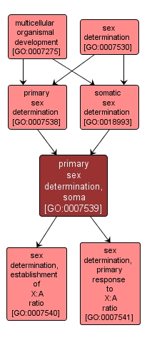 GO:0007539 - primary sex determination, soma (interactive image map)