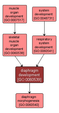 GO:0060539 - diaphragm development (interactive image map)