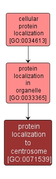 GO:0071539 - protein localization to centrosome (interactive image map)