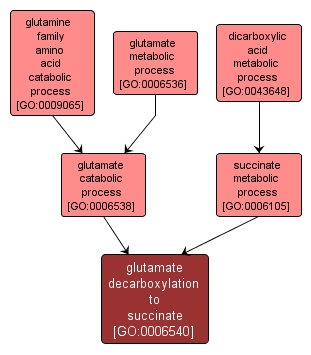 GO:0006540 - glutamate decarboxylation to succinate (interactive image map)