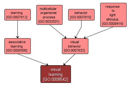 GO:0008542 - visual learning (interactive image map)