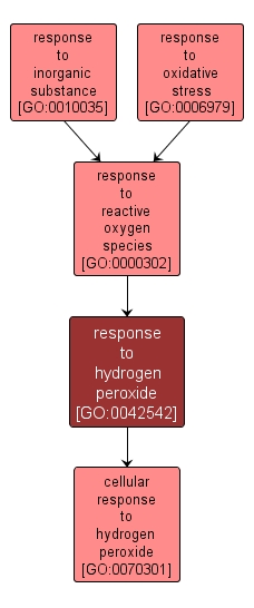 GO:0042542 - response to hydrogen peroxide (interactive image map)