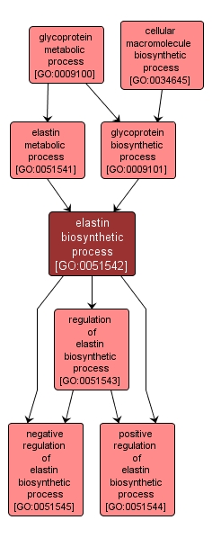GO:0051542 - elastin biosynthetic process (interactive image map)