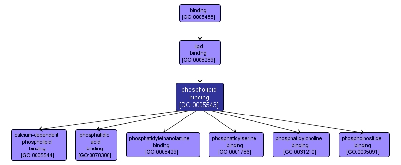 GO:0005543 - phospholipid binding (interactive image map)
