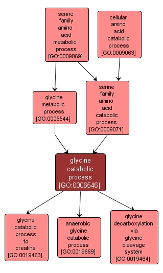 GO:0006546 - glycine catabolic process (interactive image map)