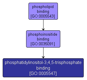 GO:0005547 - phosphatidylinositol-3,4,5-trisphosphate binding (interactive image map)
