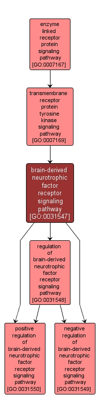 GO:0031547 - brain-derived neurotrophic factor receptor signaling pathway (interactive image map)