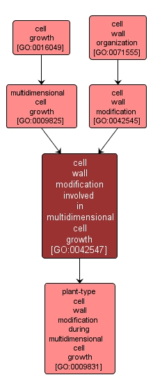 GO:0042547 - cell wall modification involved in multidimensional cell growth (interactive image map)