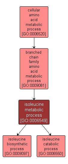 GO:0006549 - isoleucine metabolic process (interactive image map)